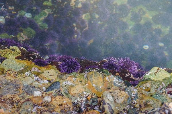 Purple Sea Urchins-Point Lobos State Natural Reserve-California-USA
